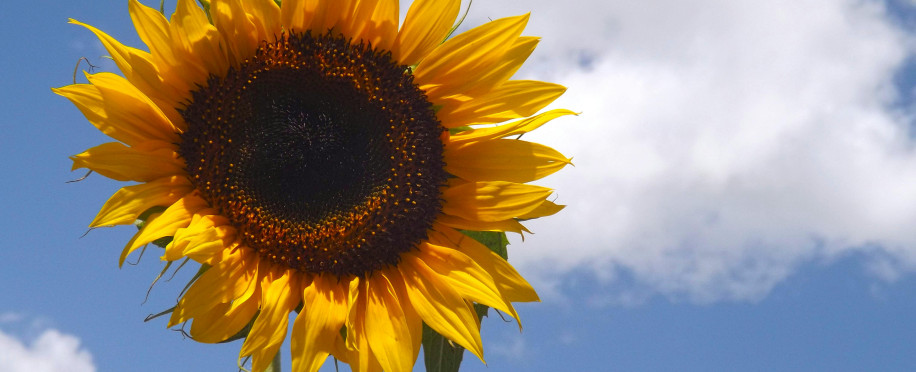 Why Your Business Needs an Environmental Investigator for Sustainable Operations