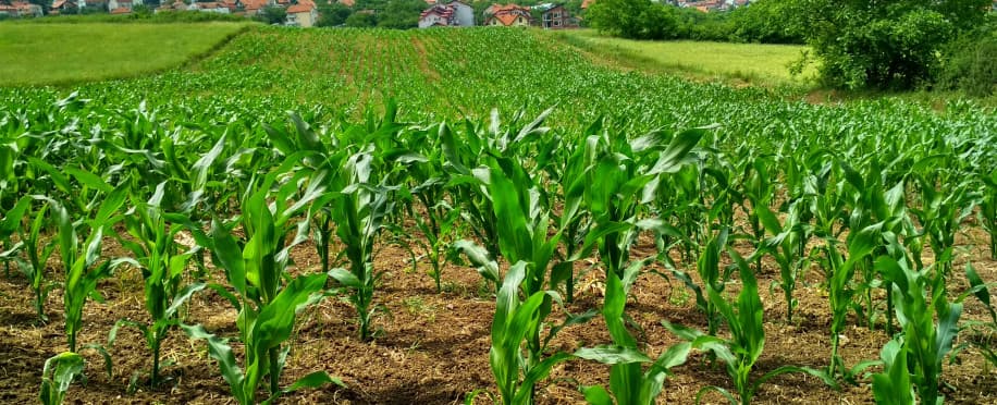 Explore the Best Agriculture Online Courses: Compare Your Options